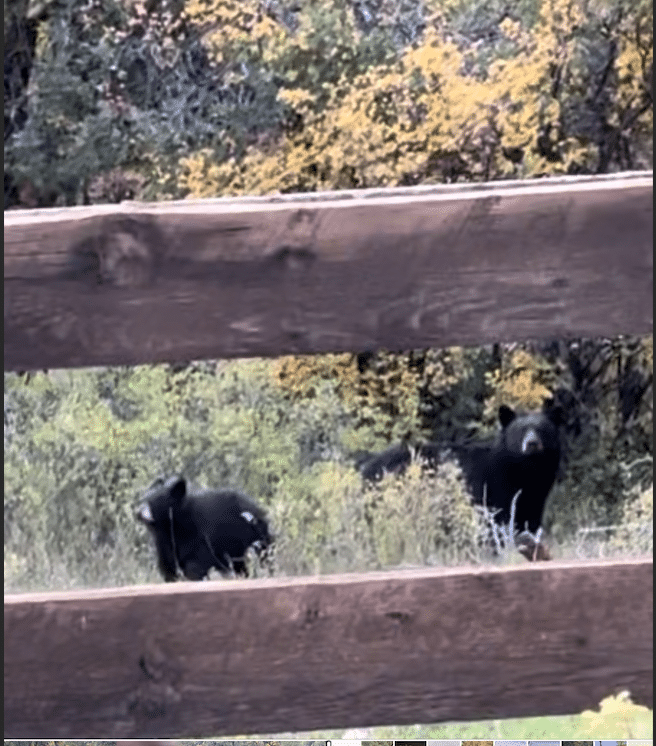 Aspen's bear traffic up a third in early going this year - Vimarsana News